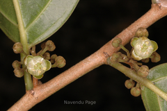 Hydnocarpus pentandrus